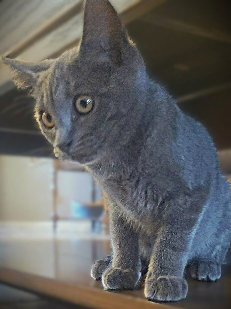 PIPPA - Russian Blue / Domestic Short Hair for adoption in Cape Coral