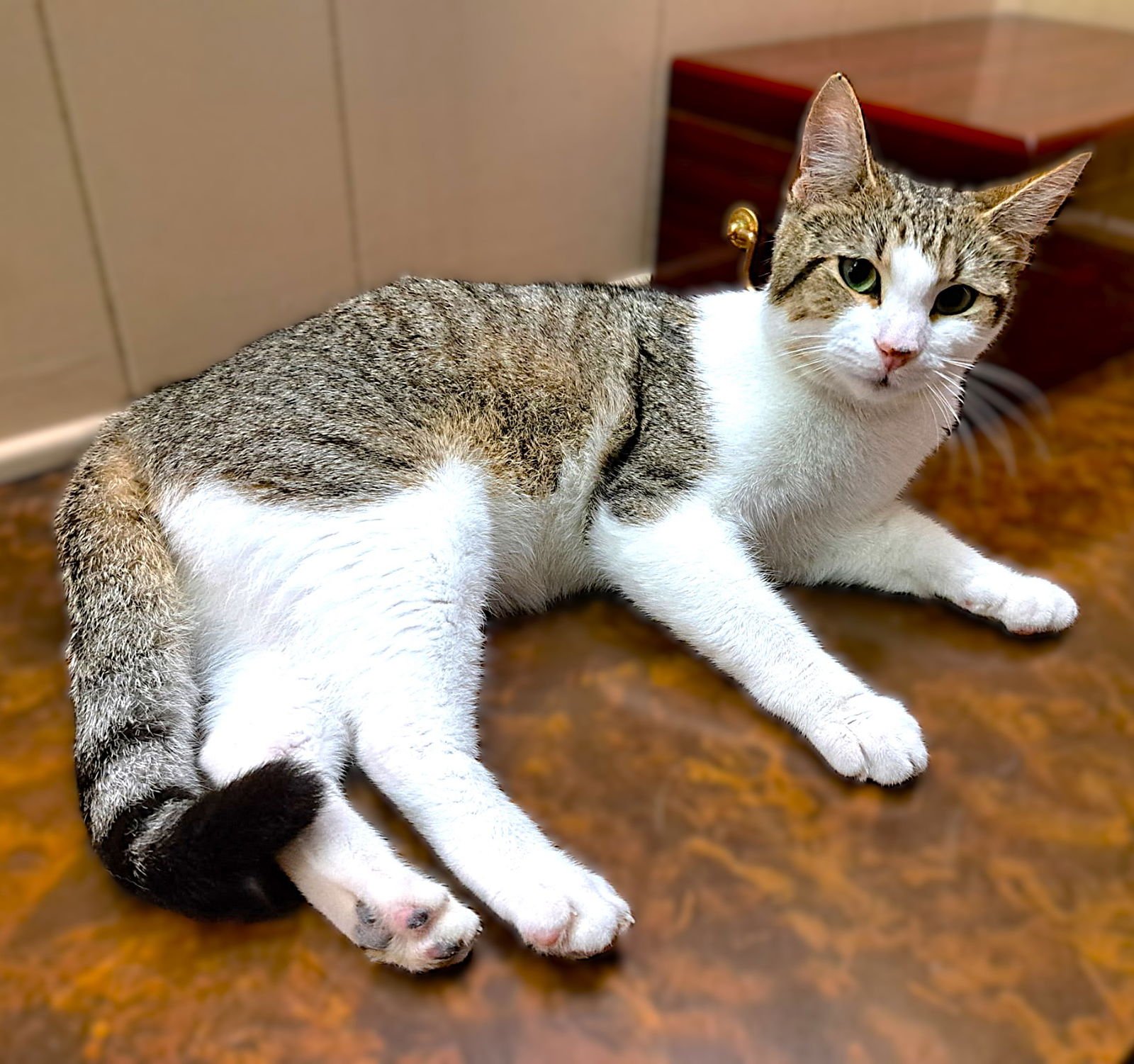BEAUTY - Tabby available for adoption