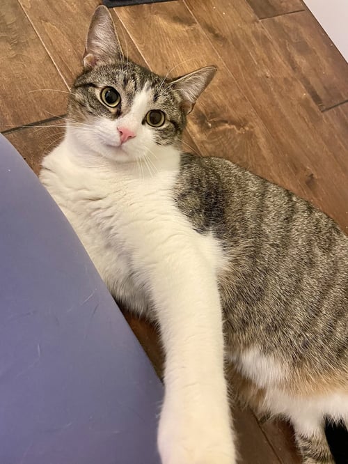 GIBSON - Tabby / Domestic Short Hair available for adoption