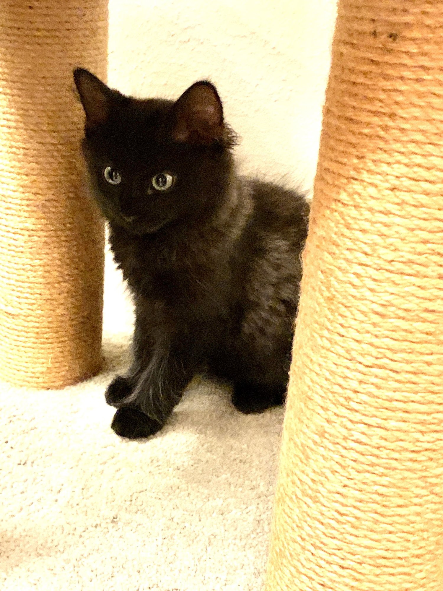 MAJA AND TAYLA - Domestic Long Hair / Angora available for adoption