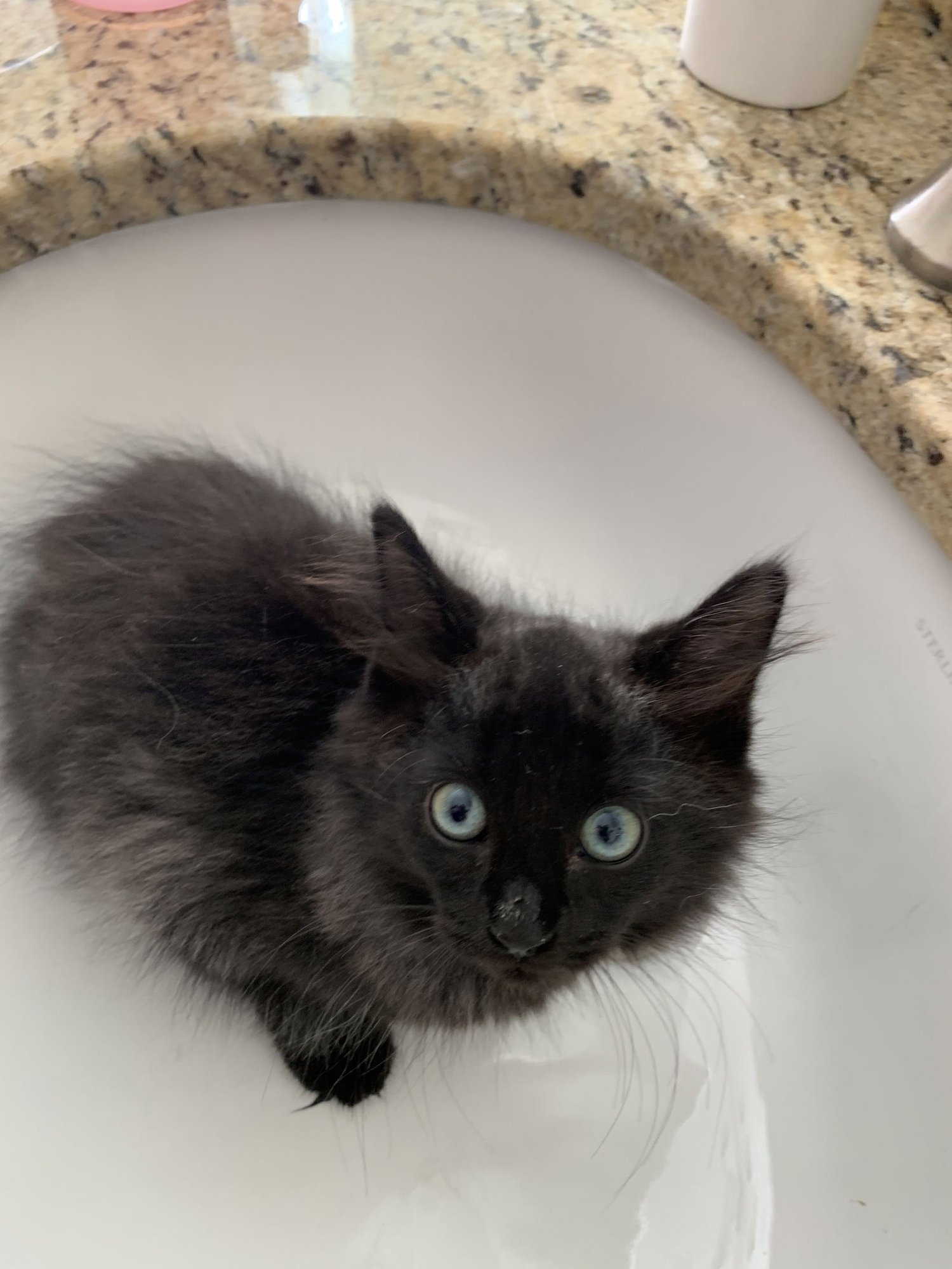 MAJA AND TAYLA - Domestic Long Hair / Angora available for adoption