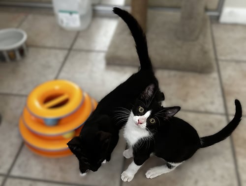PANDA - Tuxedo available for adoption