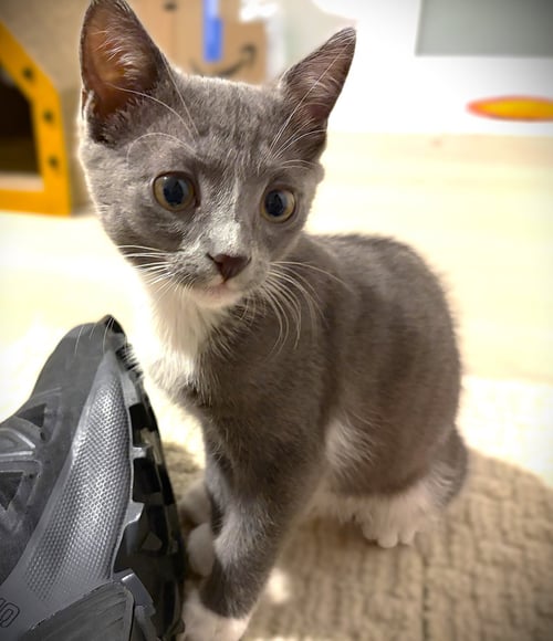 LEMIEUX - Domestic Short Hair available for adoption