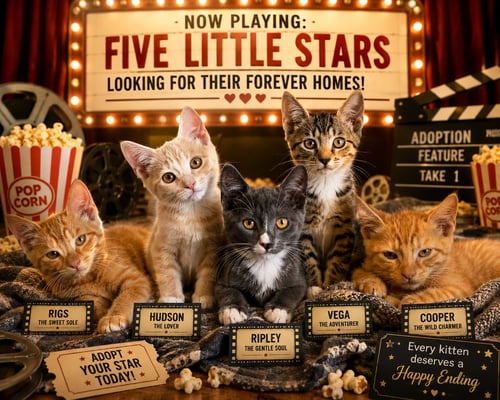 VEGA - Torbie / Tabby available for adoption