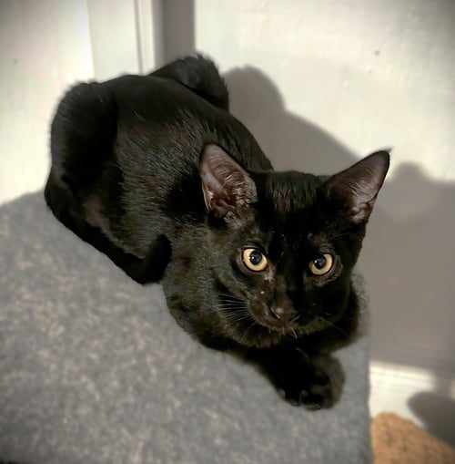ZUES - Domestic Short Hair available for adoption