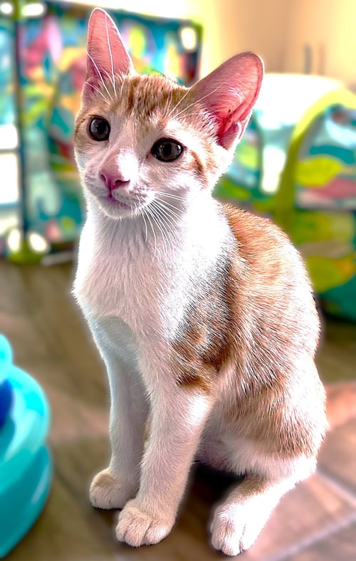 BREEZE - Tabby available for adoption