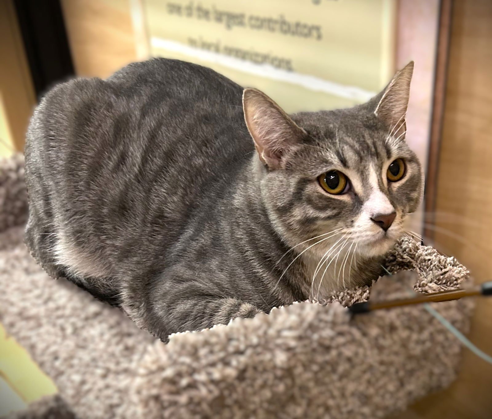 RAPHAEL - Tabby available for adoption