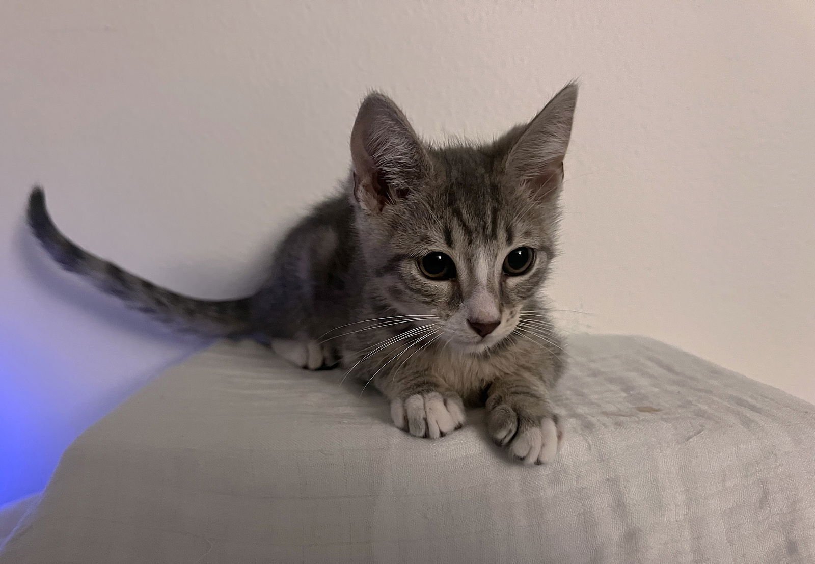 RAPHAEL - Tabby available for adoption