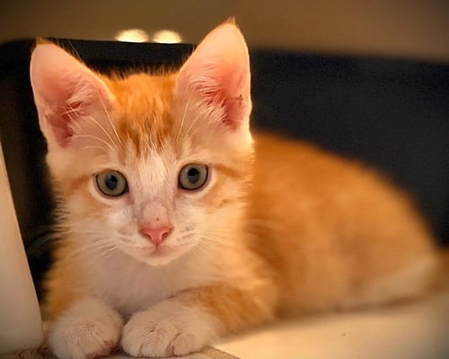 FANTA - Tabby available for adoption