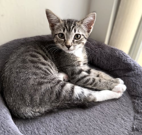 BOOTSY - Tabby for adoption in Fort Myers