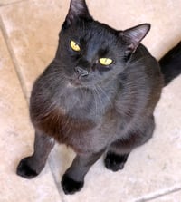 Mowgli - Photo 1