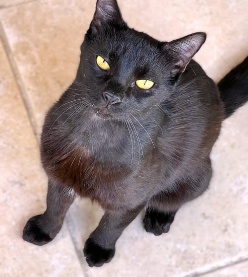 MOWGLI - Domestic Short Hair available for adoption