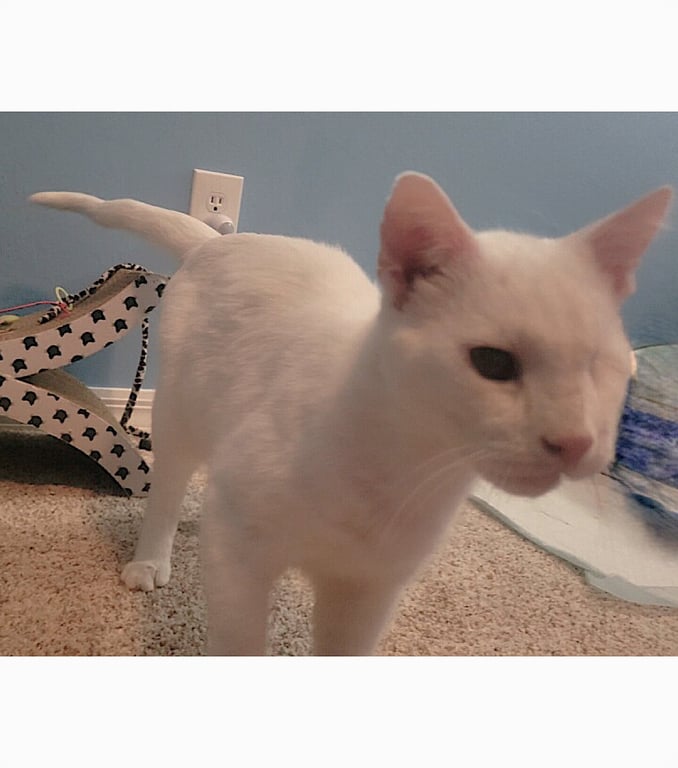 Casper Image