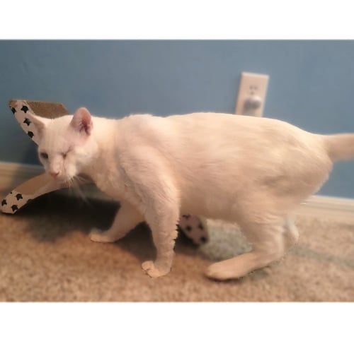 CASPER - Domestic Short Hair available for adoption