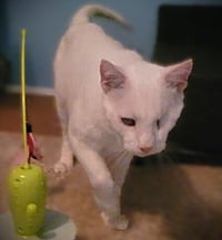 Casper - Photo 3