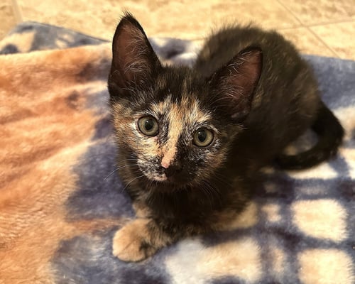 NAVY - Tortoiseshell available for adoption