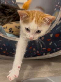 Tator Tot - Photo 1