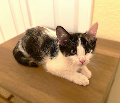 INDIANA - Calico available for adoption