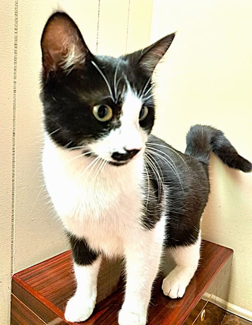 PURRY - Domestic Short Hair available for adoption