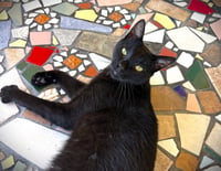 Willy - Photo 1