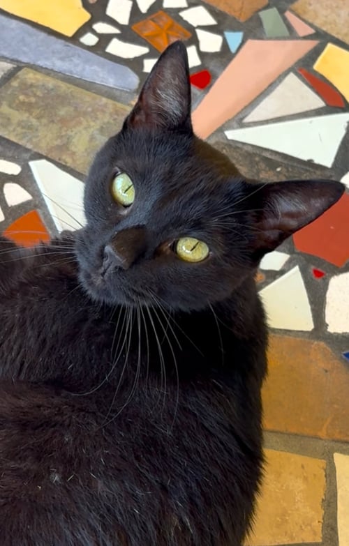 WILLY - Domestic Short Hair available for adoption