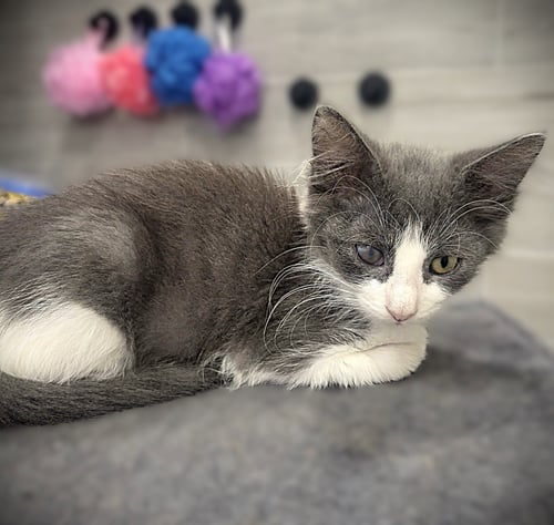 RACHEL - Domestic Medium Hair available for adoption