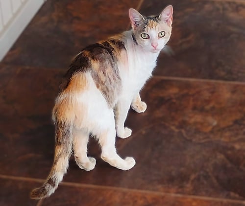 ROSALYN - Dilute Calico / Domestic Short Hair available for adoption