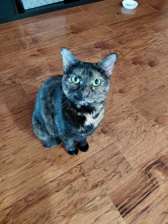 Mysti Image