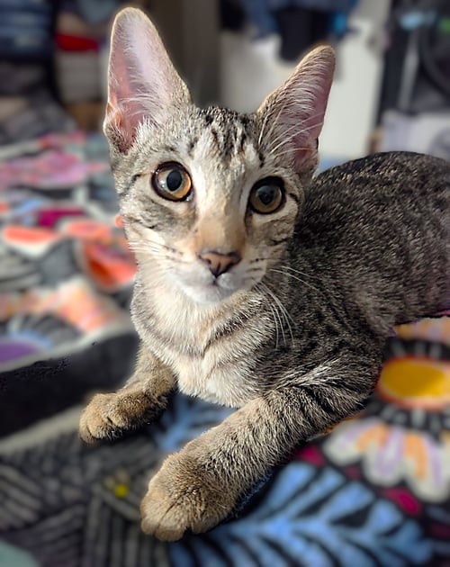 NICO - Tabby available for adoption