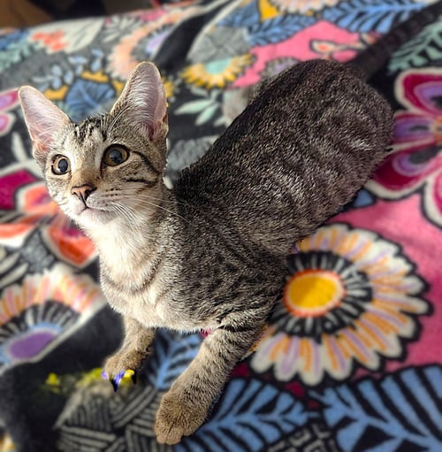 NICO - Tabby available for adoption