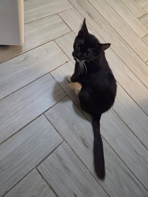 OLIVE - Tuxedo / Domestic Short Hair available for adoption