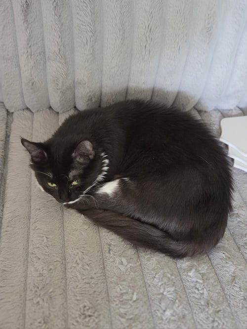OLIVE - Tuxedo / Domestic Short Hair available for adoption