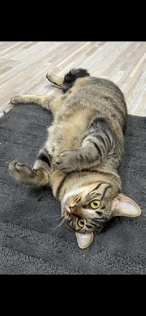 DWYN - Domestic Short Hair available for adoption