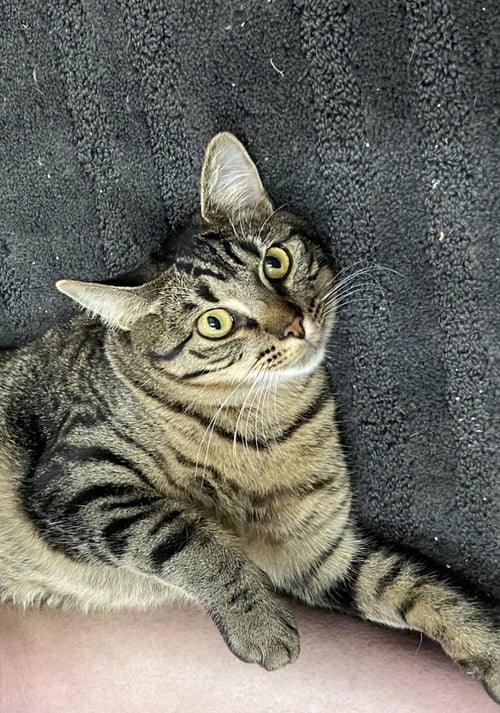 DWYN - Domestic Short Hair available for adoption