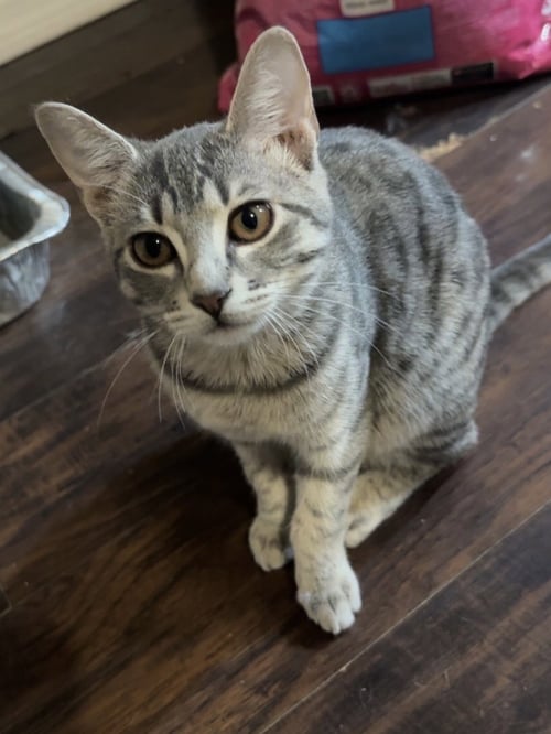 PATRICIA - Domestic Short Hair / Tabby available for adoption
