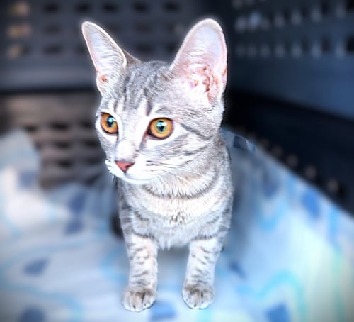 PATRICIA - Domestic Short Hair / Tabby available for adoption