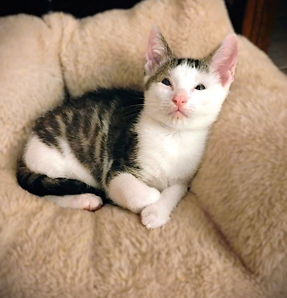 EEYORE AND BALOO - Tabby available for adoption