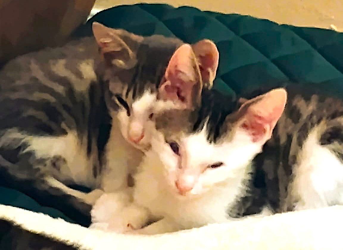 EEYORE AND BALOO - Tabby available for adoption
