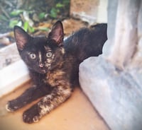 Dharma - Photo 1