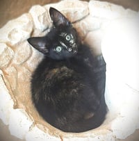 Dharma - Photo 2