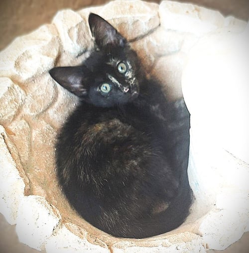 DHARMA - Tortoiseshell available for adoption