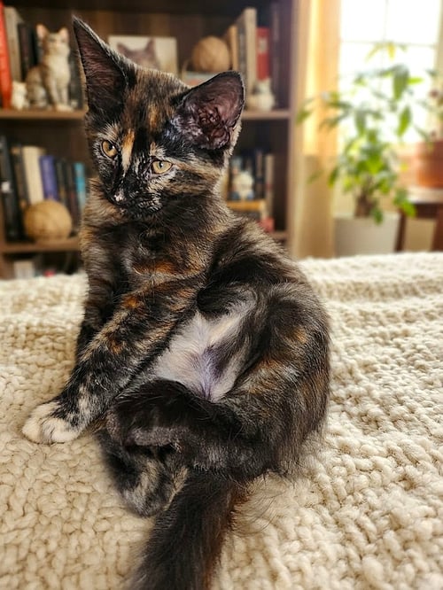 CHLOE - Tortoiseshell available for adoption
