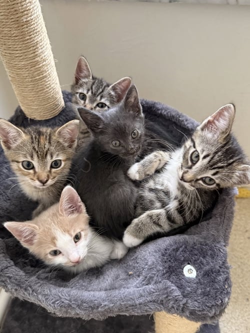SUNSHINE - Calico / Tabby available for adoption