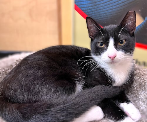 TY - Tuxedo / Domestic Short Hair available for adoption