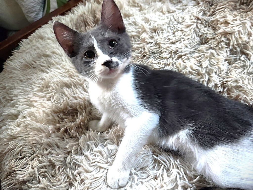 CoCo Image