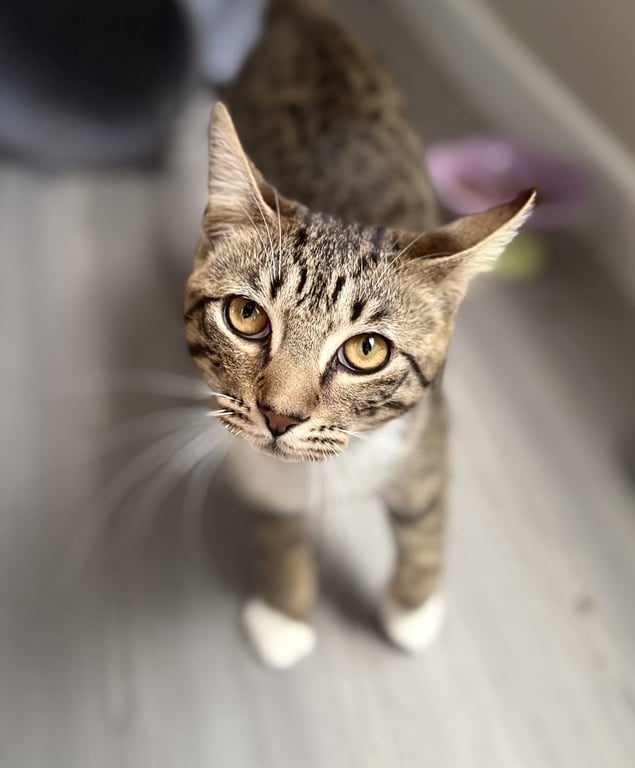 Wally Image