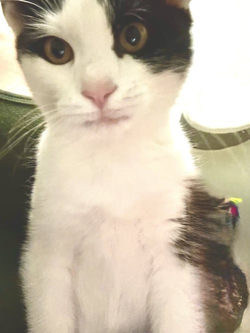 JACK - Domestic Short Hair available for adoption