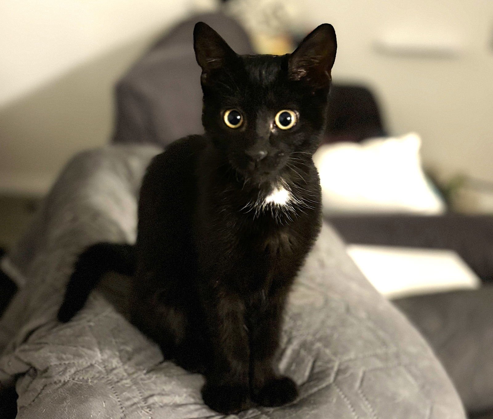 STAR - Domestic Short Hair available for adoption