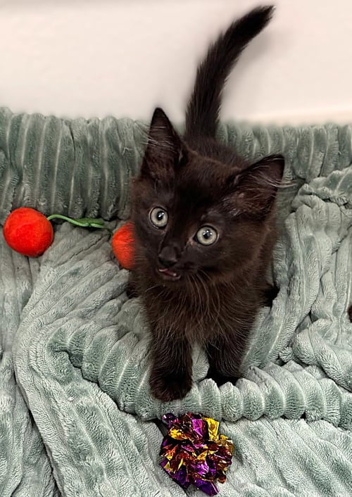 EROS - Domestic Medium Hair available for adoption