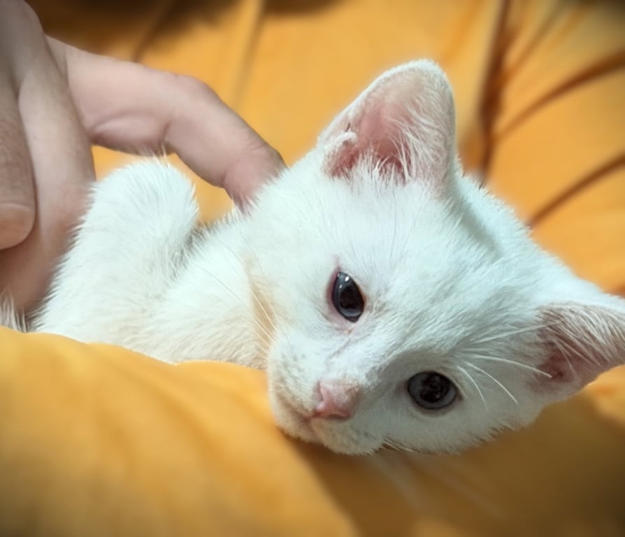 Cassie Image